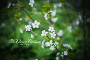 ВИШНЕВЫЙ САД (2014) 